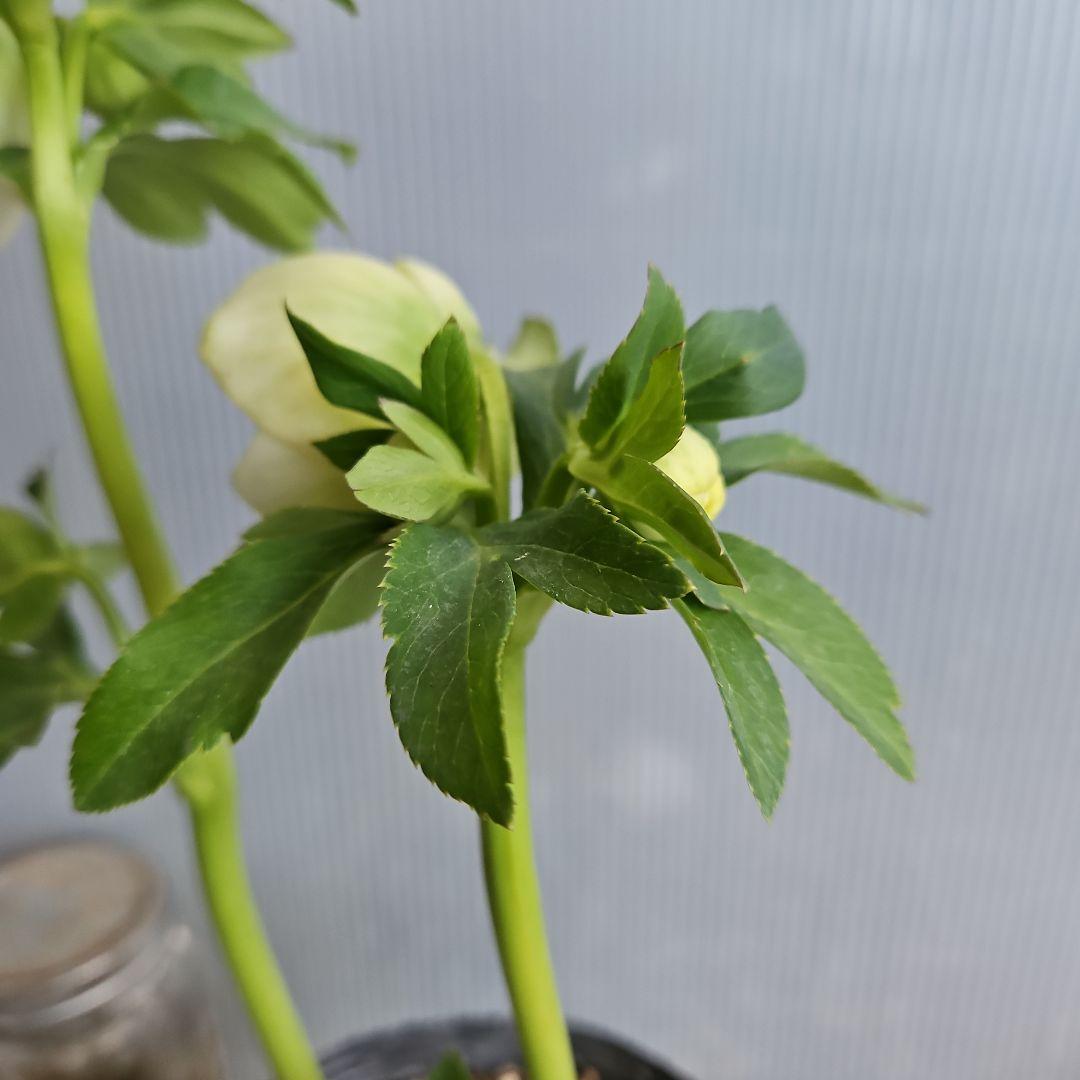 ㉖-165クリスマスローズ