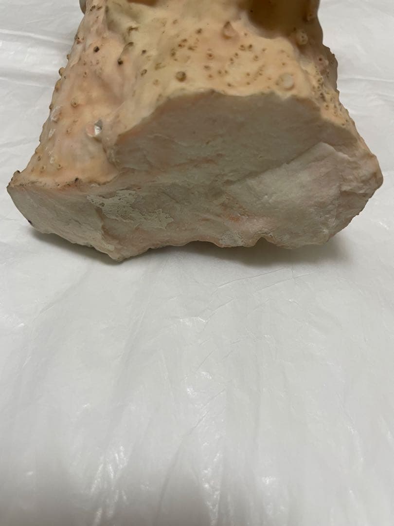 白珊瑚原木
