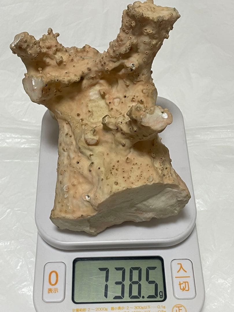 白珊瑚原木