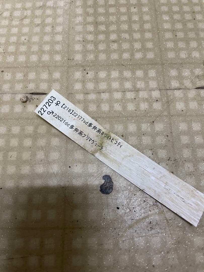 26-160 ホワイトピコティ 加藤農園クリスマスローズ同梱可能