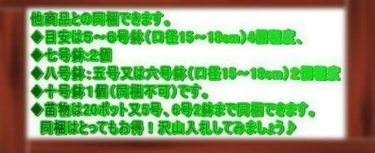 ストレリチア　オーガスタ【八号鉢】