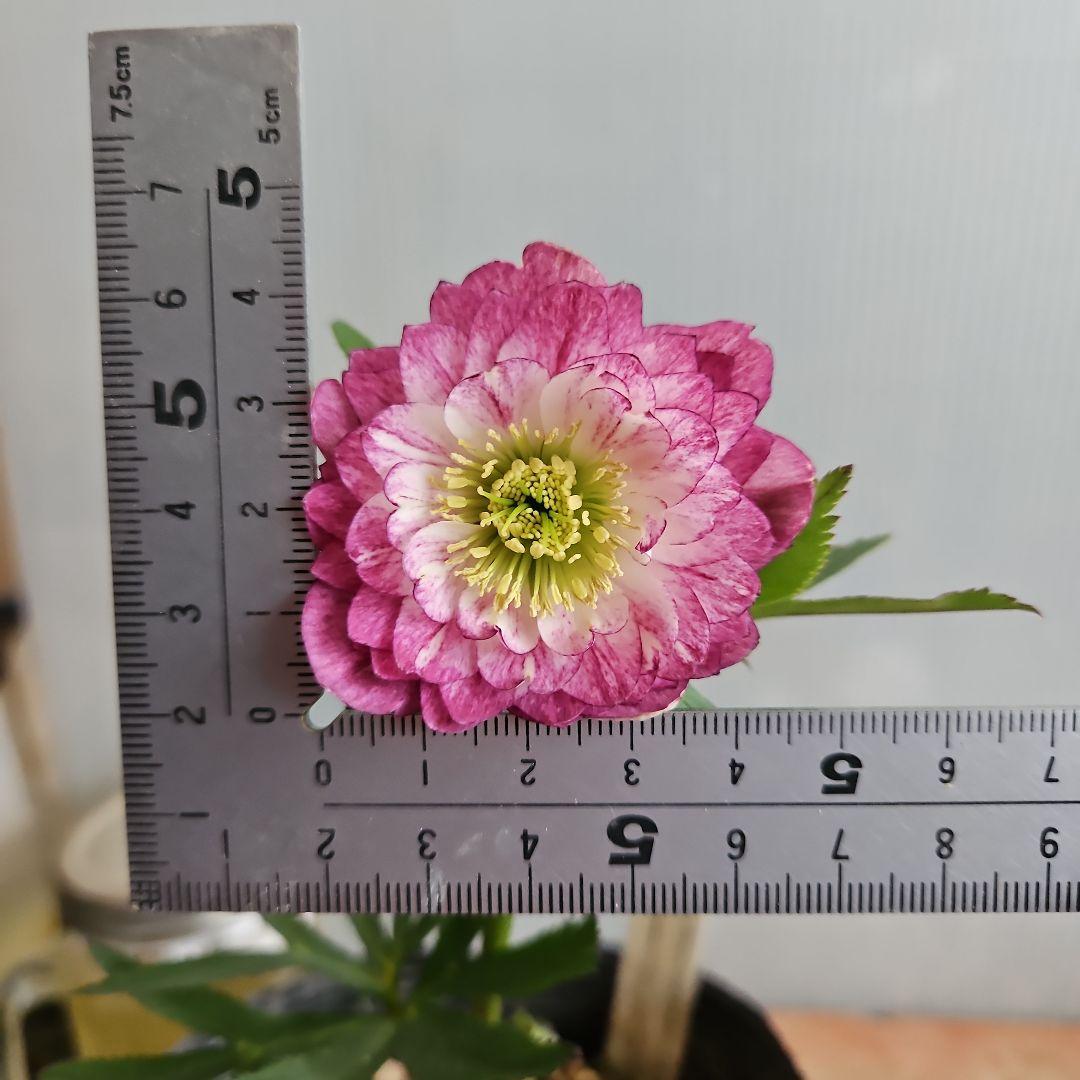 ㉖-530クリスマスローズ