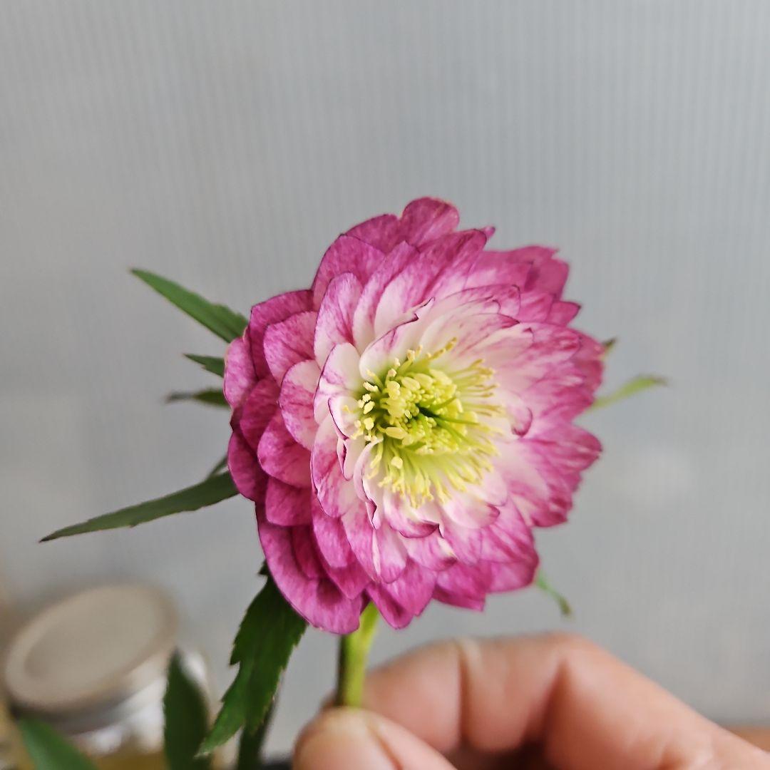 ㉖-530クリスマスローズ