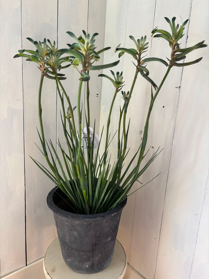 カンガルーポー　マスカレード　ブルー　レア A