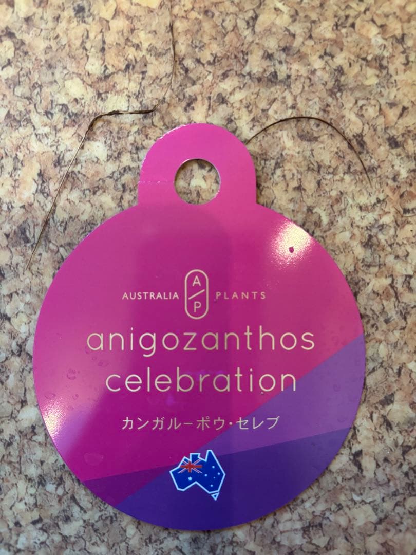 カンガルーポー　マスカレード　ブルー　レア A