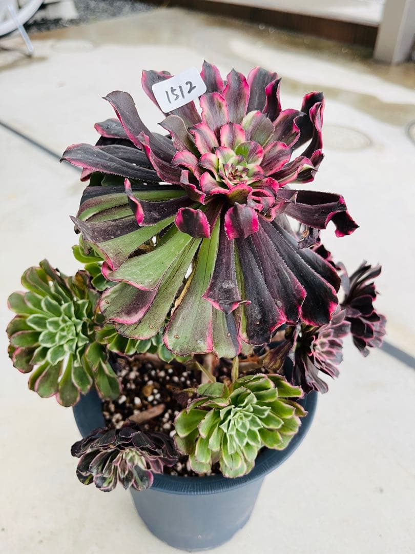 アエオニウム　紫浪　＃1512 一点物　メルカル便発送