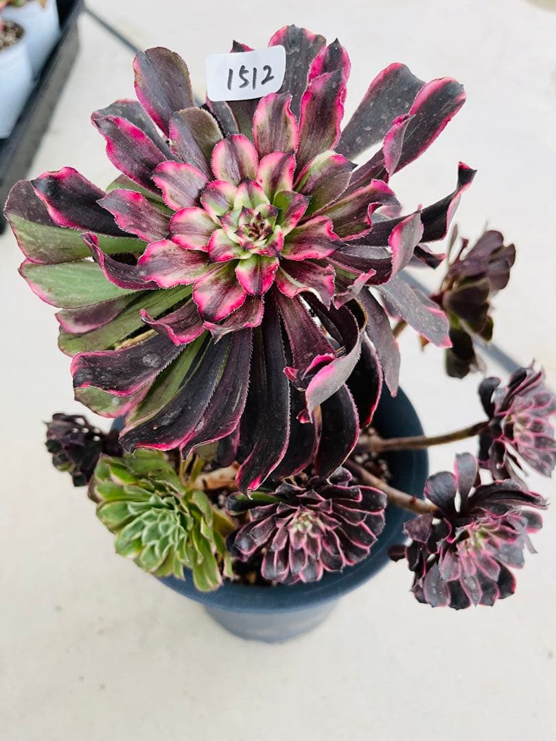 アエオニウム　紫浪　＃1512 一点物　メルカル便発送