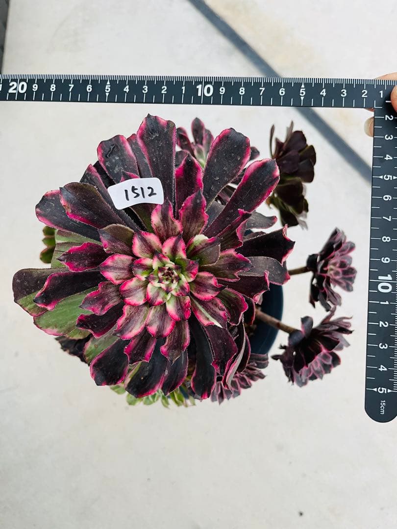 アエオニウム　紫浪　＃1512 一点物　メルカル便発送