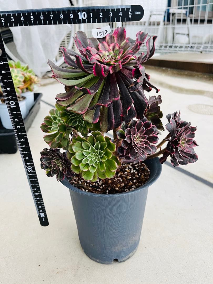 アエオニウム　紫浪　＃1512 一点物　メルカル便発送