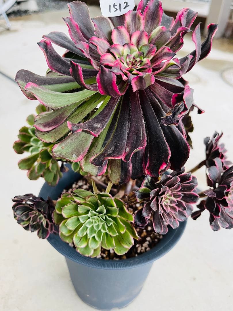 アエオニウム　紫浪　＃1512 一点物　メルカル便発送
