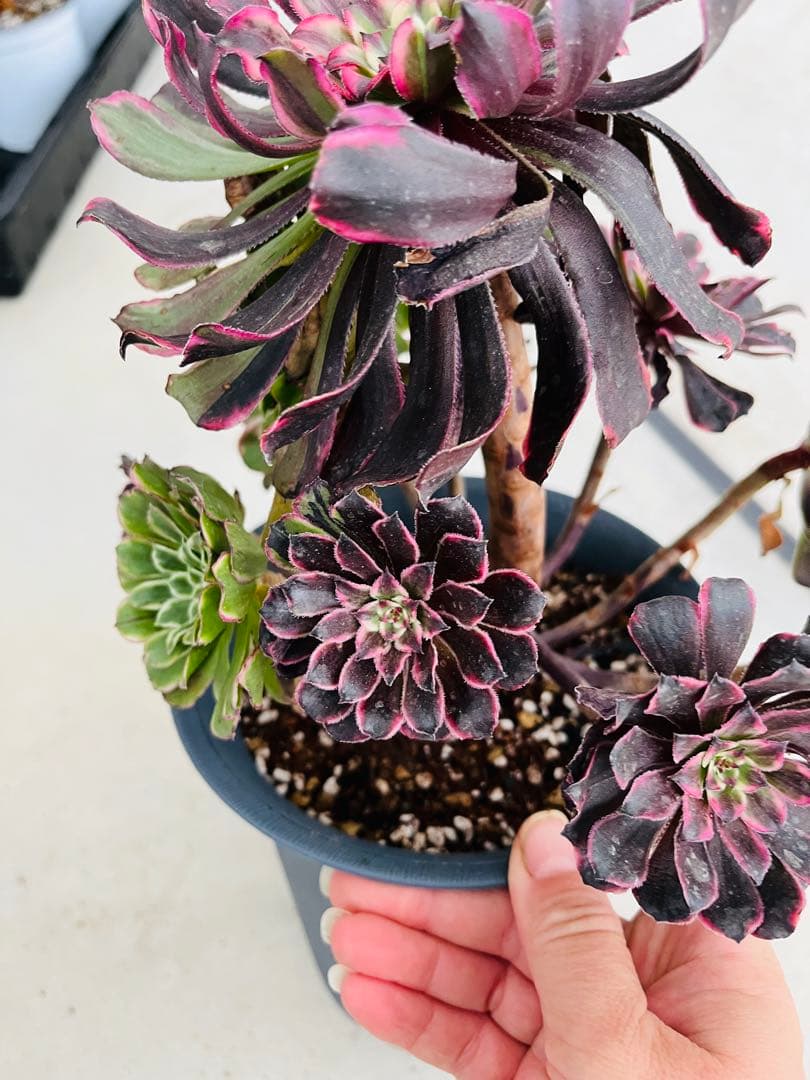 アエオニウム　紫浪　＃1512 一点物　メルカル便発送