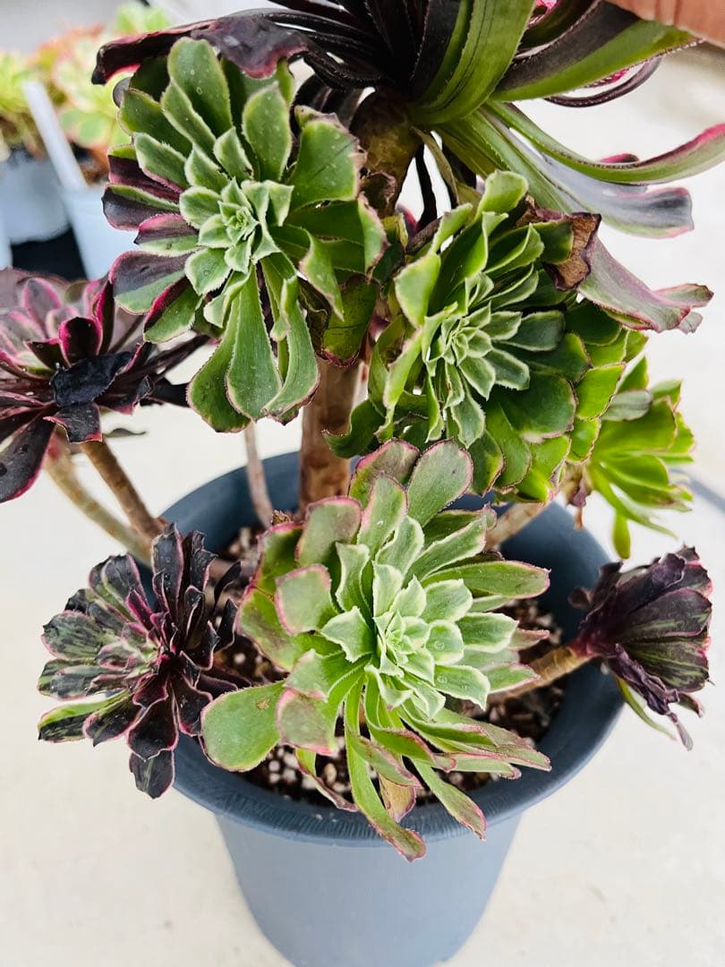 アエオニウム　紫浪　＃1512 一点物　メルカル便発送