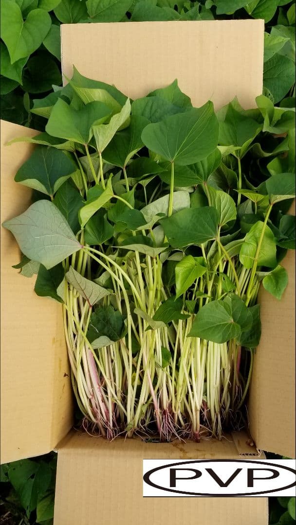 まあちゃん様100本4月中旬発送分茨城県産紅はるかさつまいも苗ウイルスフリー