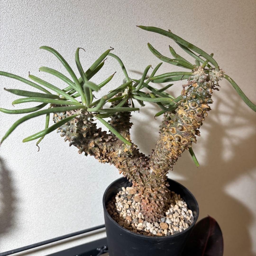 チレコドン ワリチー 塊根植物
