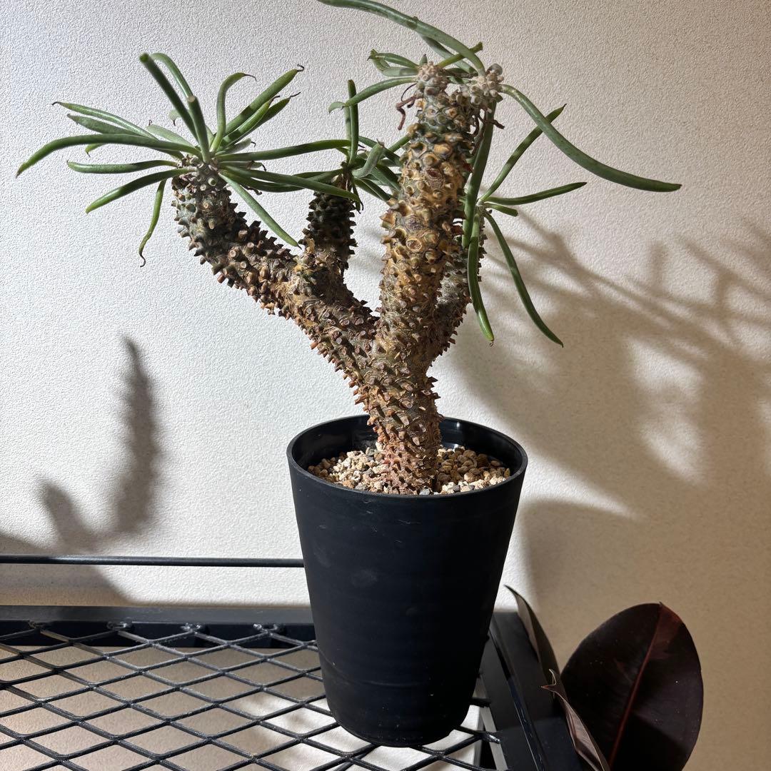 チレコドン ワリチー 塊根植物