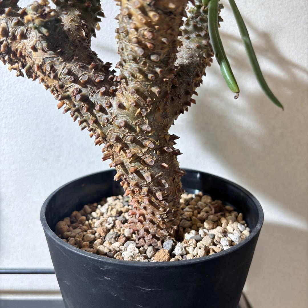 チレコドン ワリチー 塊根植物