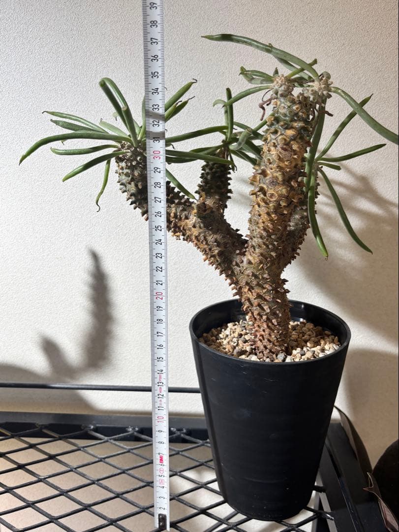 チレコドン ワリチー 塊根植物