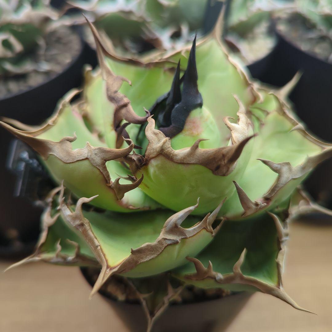 アガベ　黒犀牛