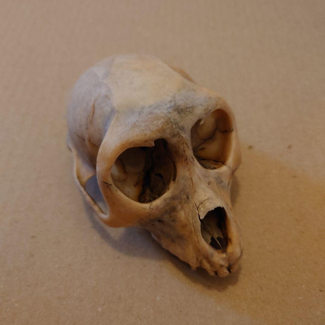 タイワン猿の頭骨