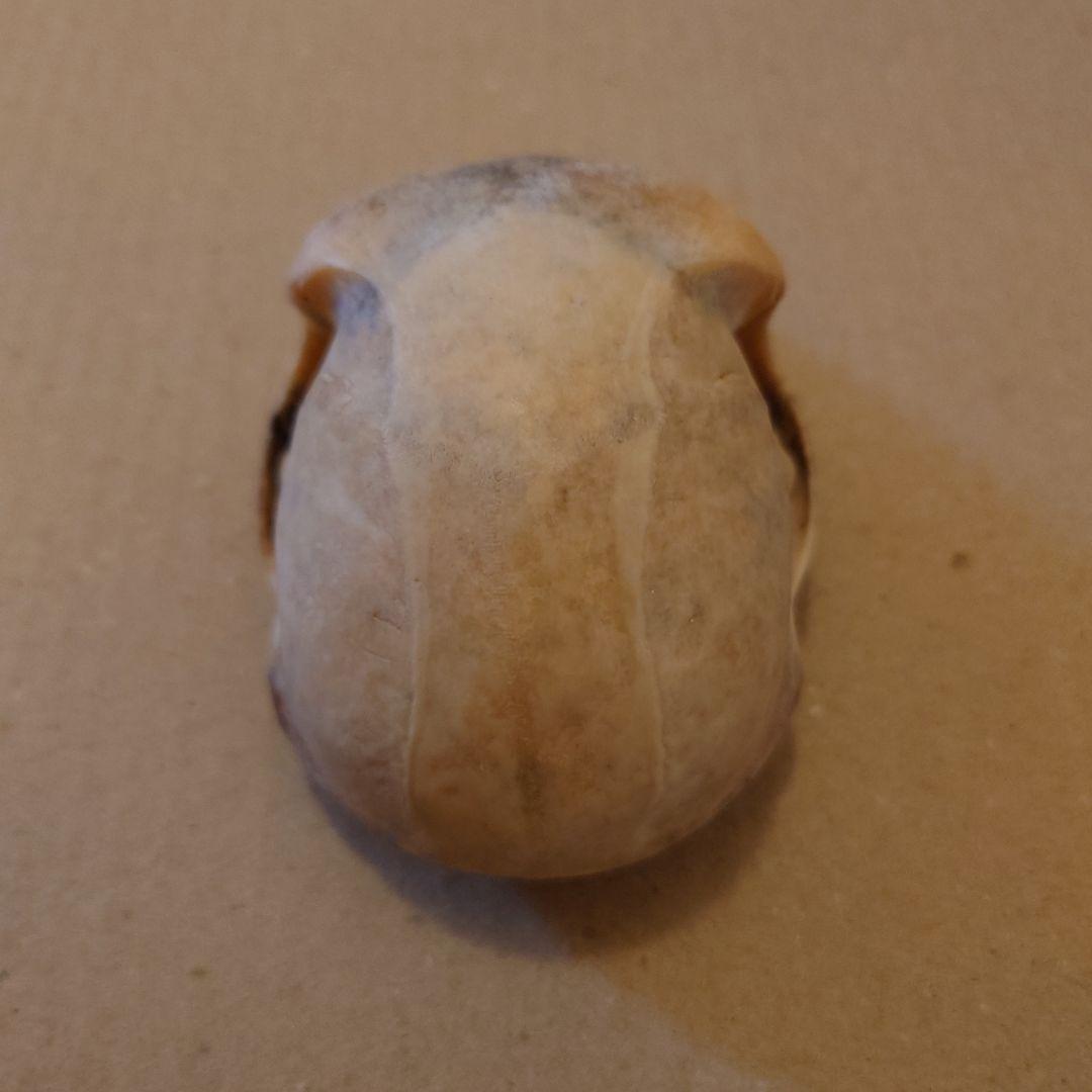 タイワン猿の頭骨