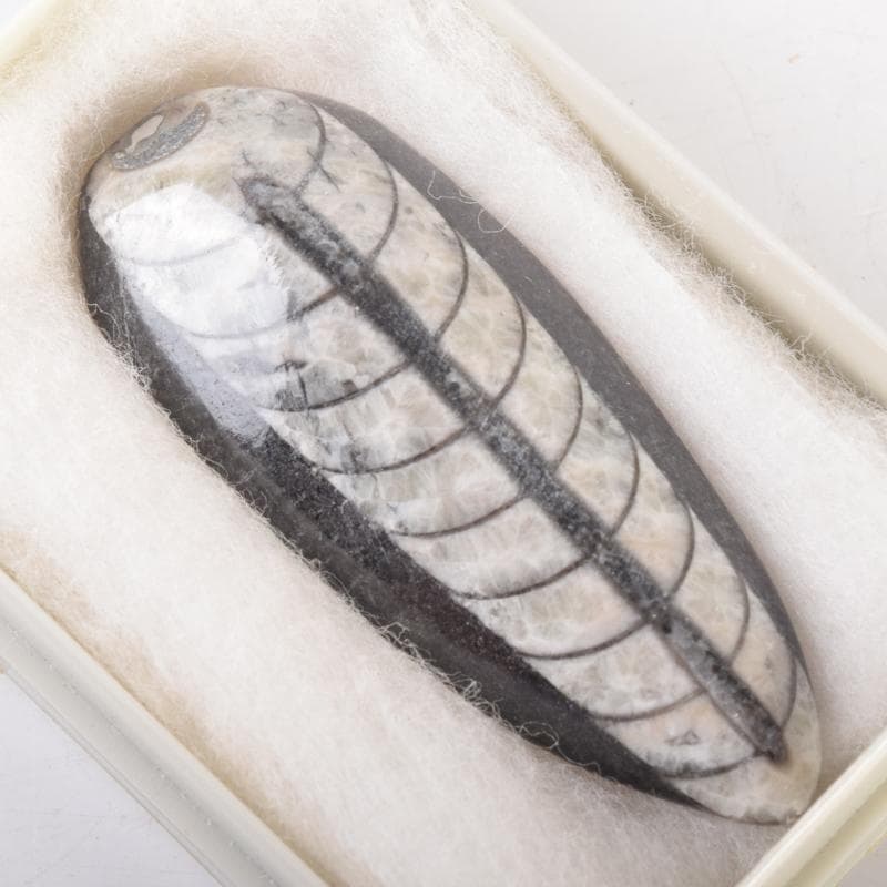 化石　アンモナイト　三葉虫　魚など　4種　ケース付　まとめて　C　6957
