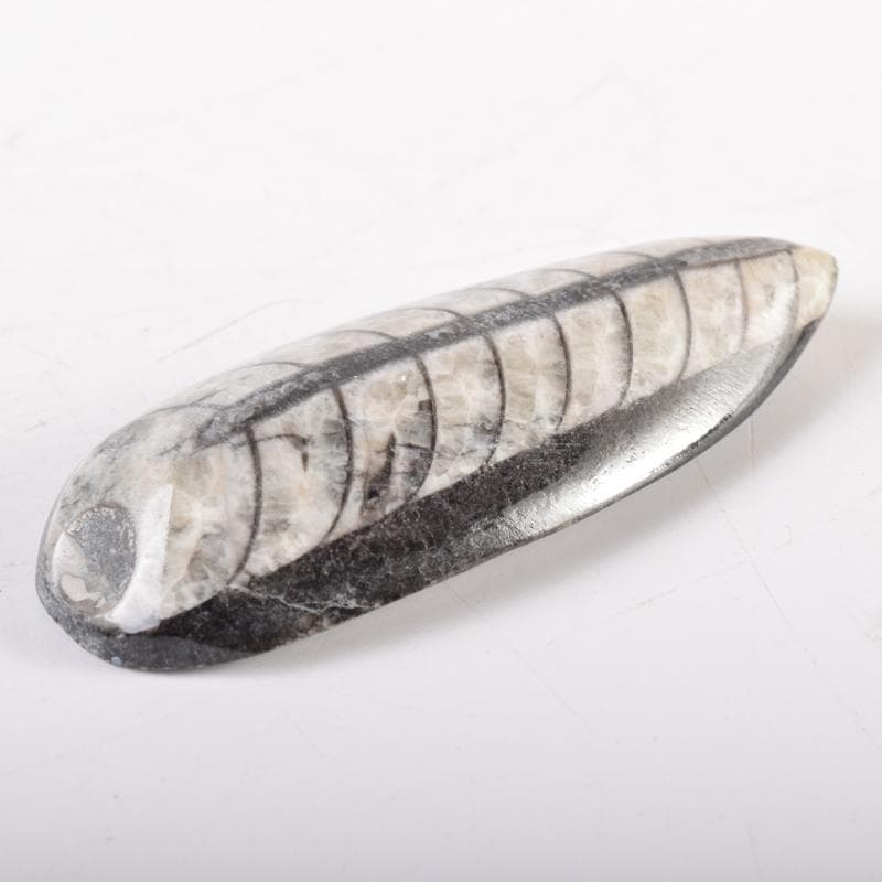 化石　アンモナイト　三葉虫　魚など　4種　ケース付　まとめて　C　6957