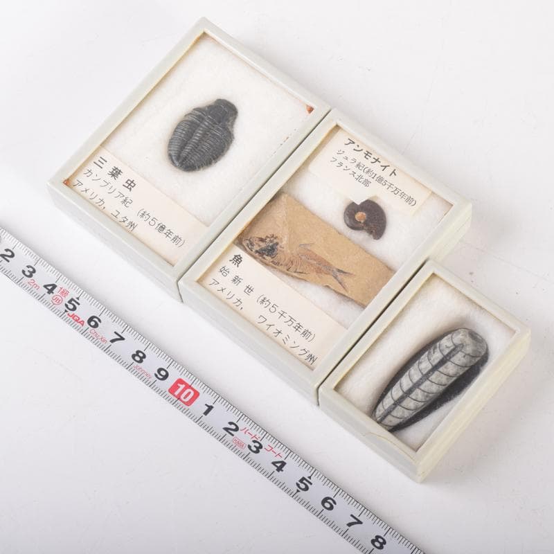 化石　アンモナイト　三葉虫　魚など　4種　ケース付　まとめて　C　6957