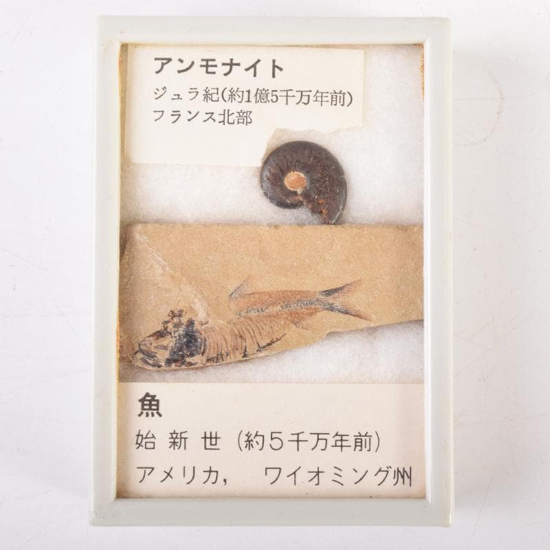 化石　アンモナイト　三葉虫　魚など　4種　ケース付　まとめて　C　6957