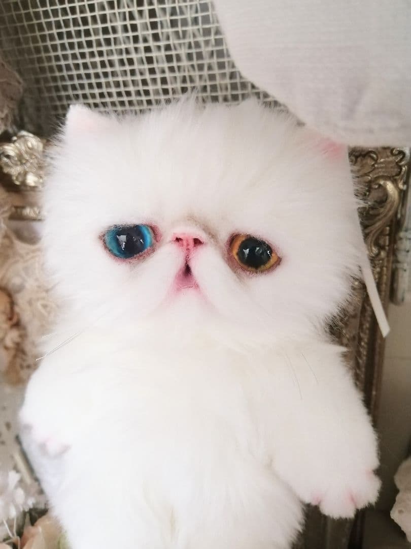 ポッケにゃん♡オッドアイ♡エキゾチック子猫ちゃん♡アートドール♡ぬいぐるみ♡
