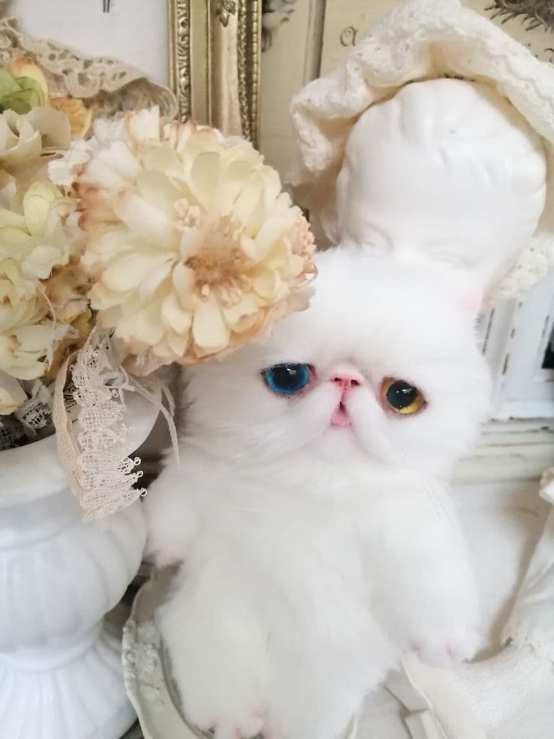 ポッケにゃん♡オッドアイ♡エキゾチック子猫ちゃん♡アートドール♡ぬいぐるみ♡