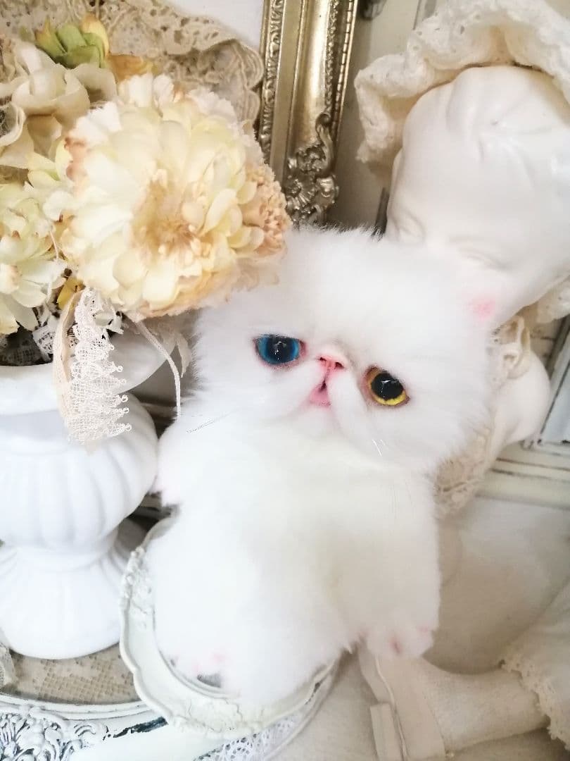 ポッケにゃん♡オッドアイ♡エキゾチック子猫ちゃん♡アートドール♡ぬいぐるみ♡