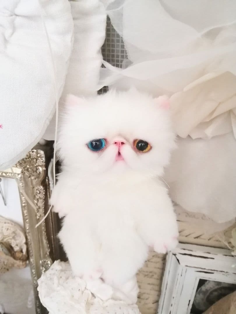 ポッケにゃん♡オッドアイ♡エキゾチック子猫ちゃん♡アートドール♡ぬいぐるみ♡