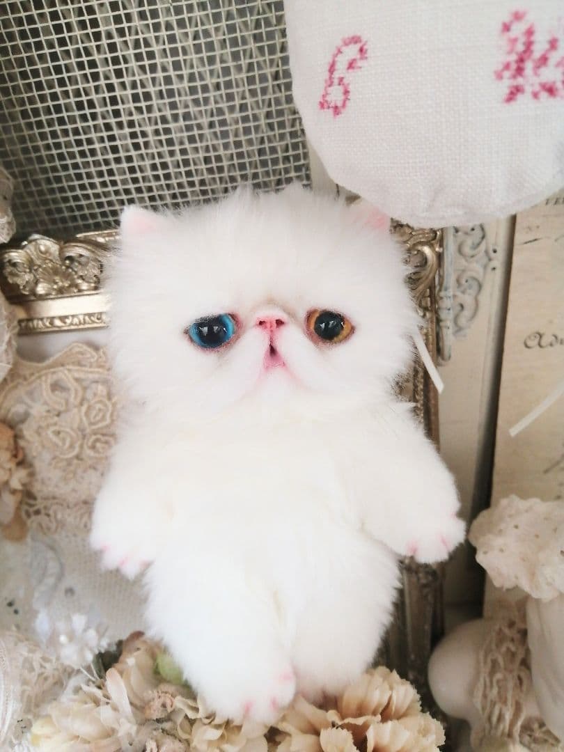 ポッケにゃん♡オッドアイ♡エキゾチック子猫ちゃん♡アートドール♡ぬいぐるみ♡