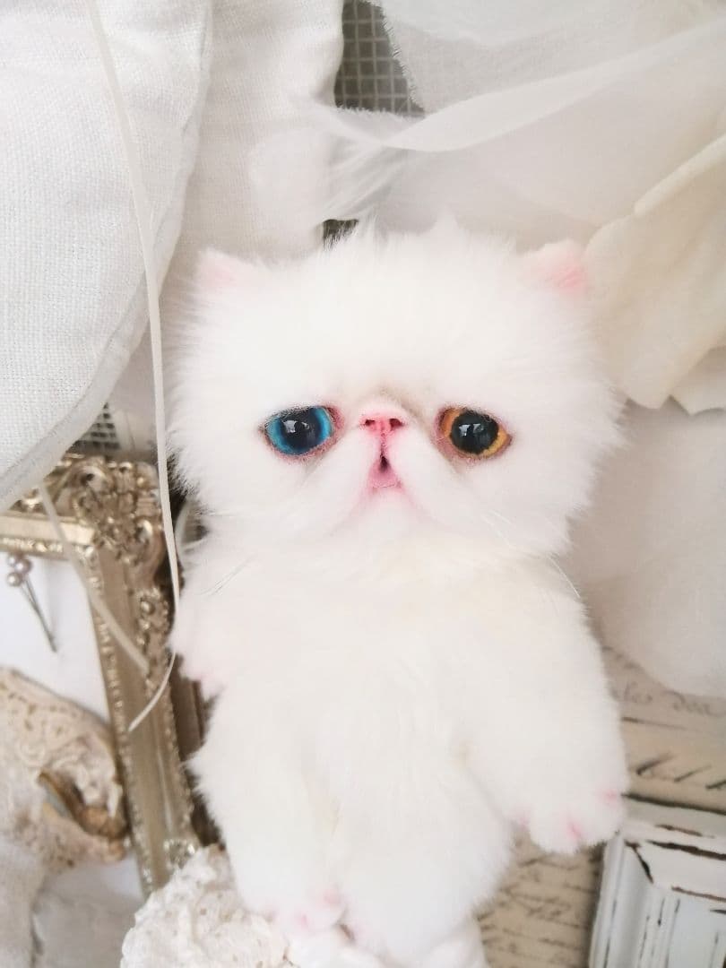 ポッケにゃん♡オッドアイ♡エキゾチック子猫ちゃん♡アートドール♡ぬいぐるみ♡
