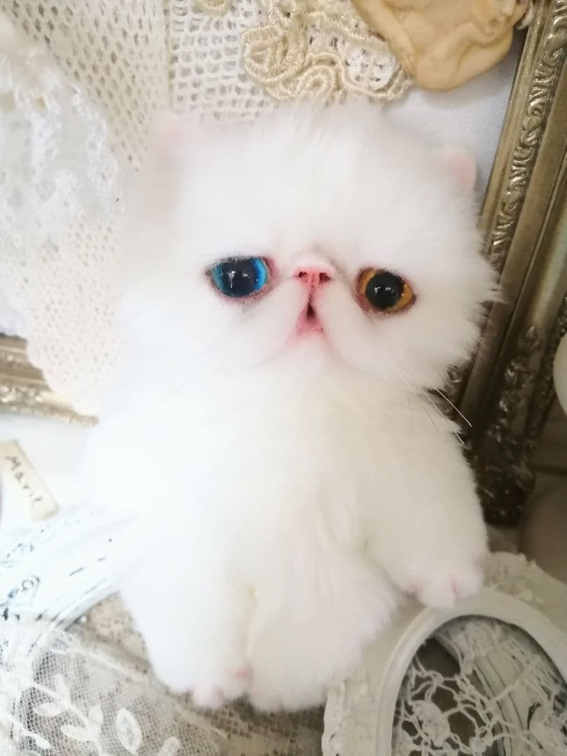 ポッケにゃん♡オッドアイ♡エキゾチック子猫ちゃん♡アートドール♡ぬいぐるみ♡