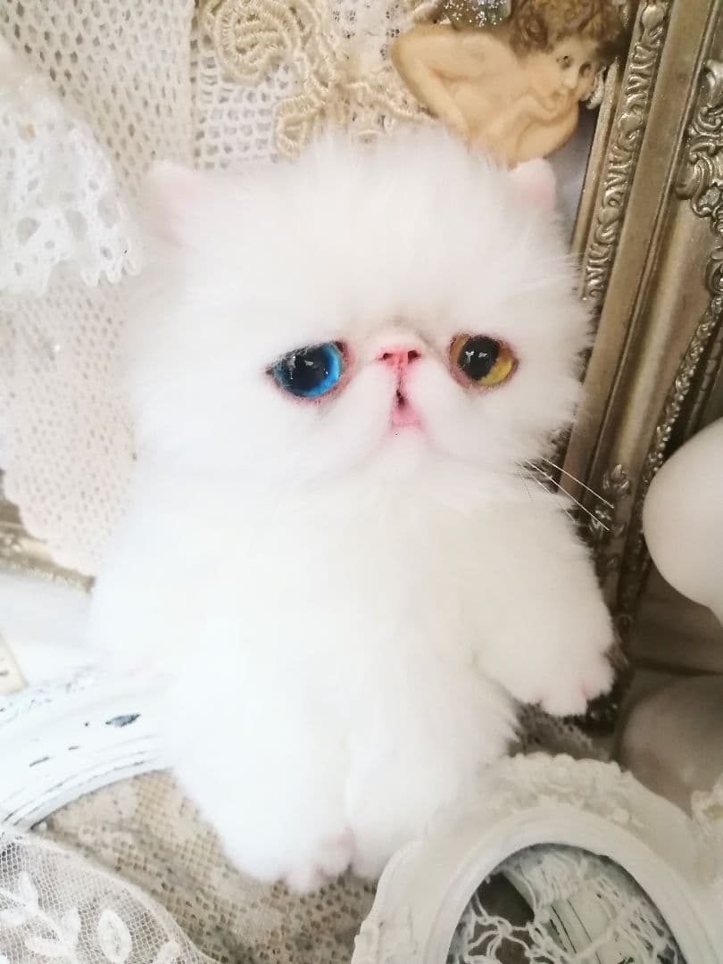 ポッケにゃん♡オッドアイ♡エキゾチック子猫ちゃん♡アートドール♡ぬいぐるみ♡