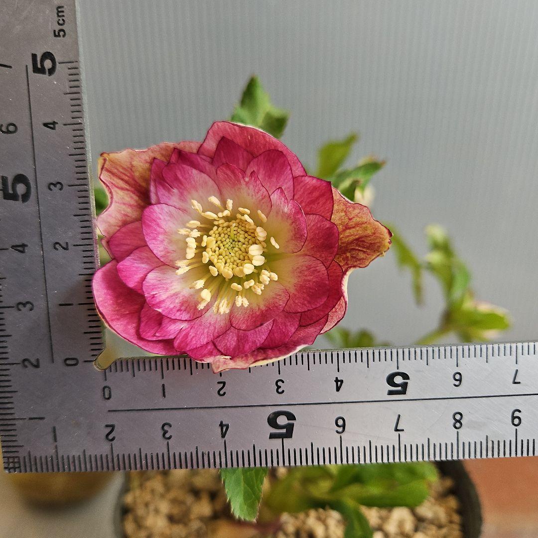 ㉖-210クリスマスローズ