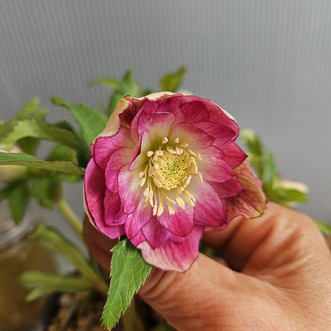 ㉖-210クリスマスローズ