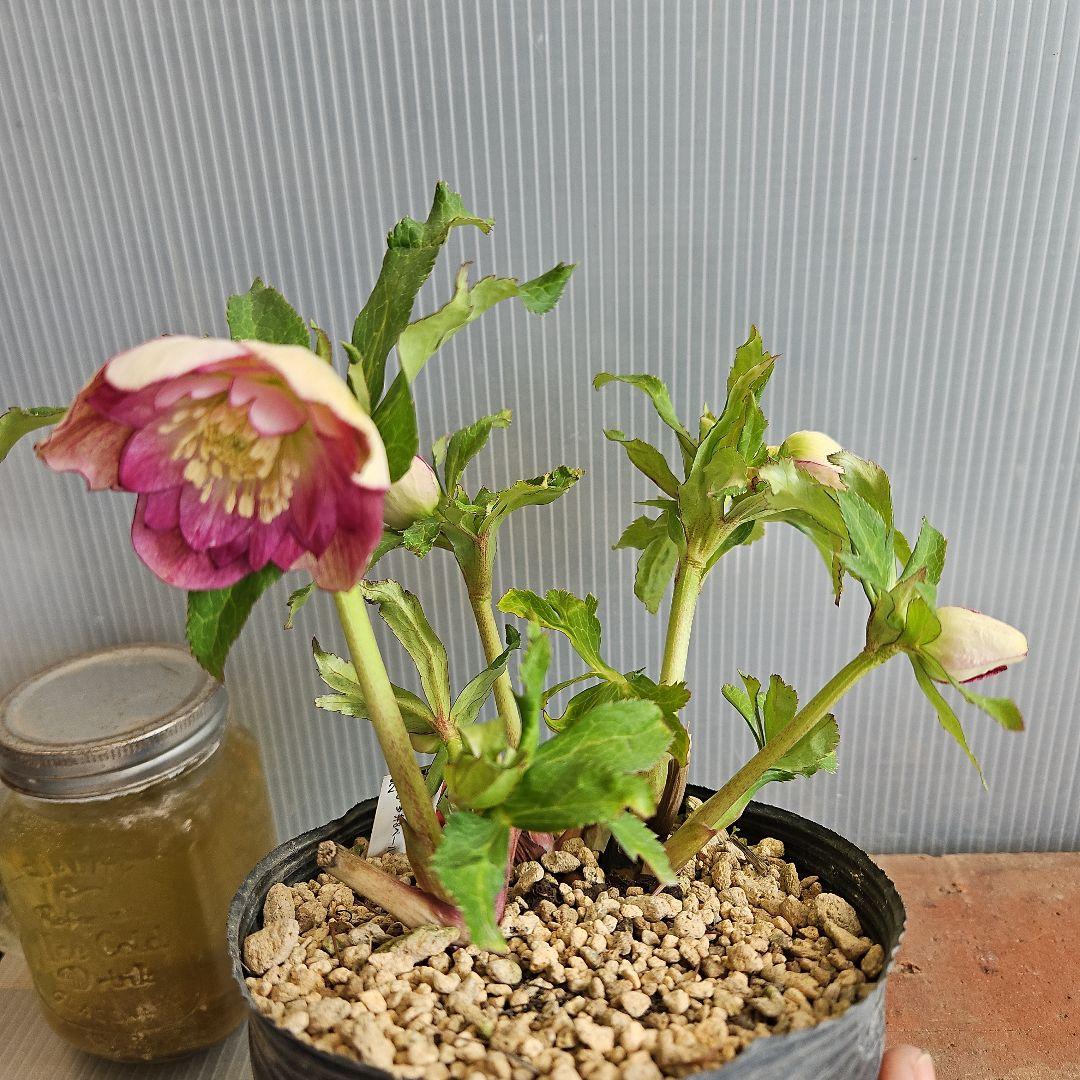 ㉖-210クリスマスローズ