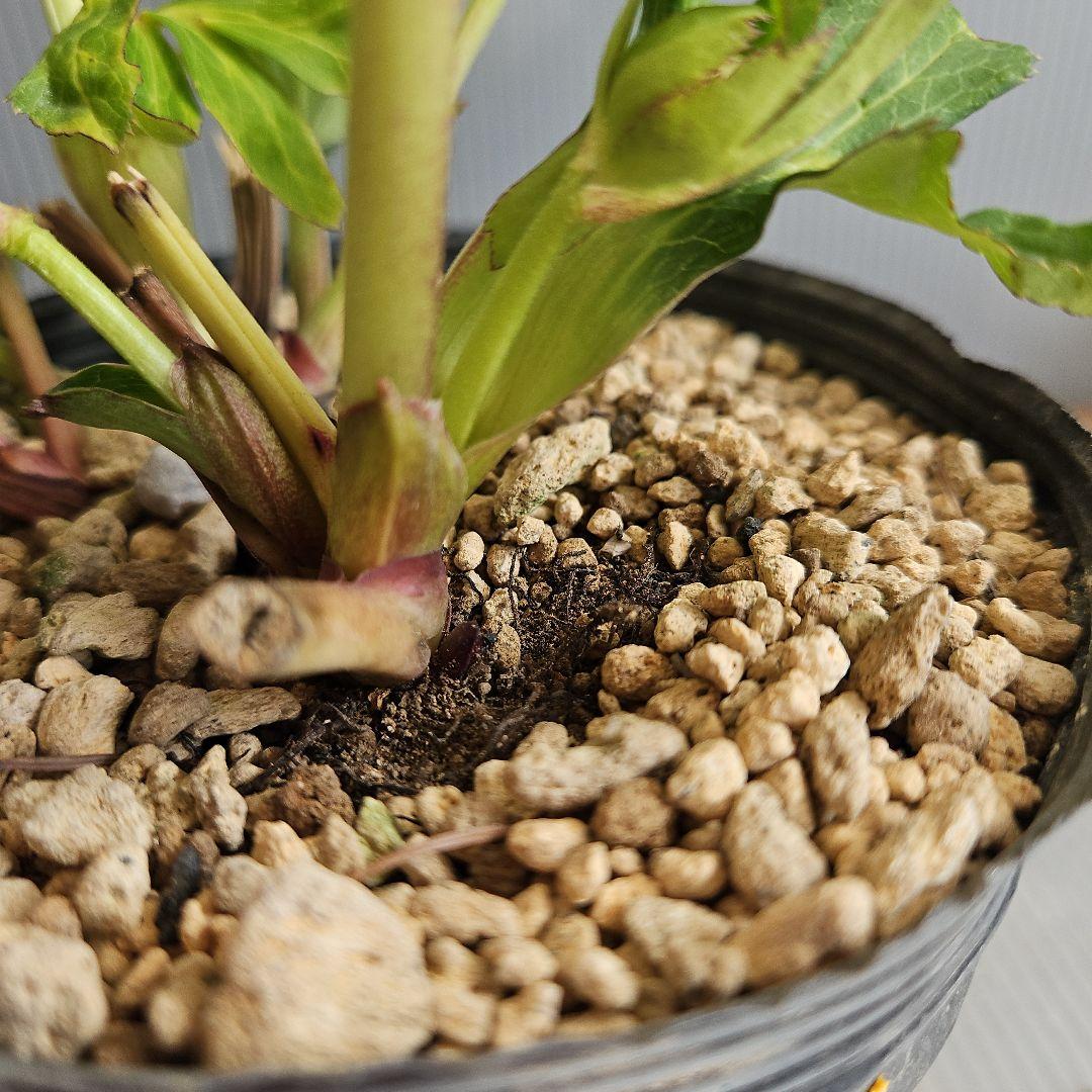 ㉖-210クリスマスローズ