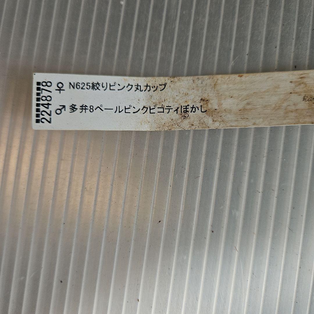 ㉖-210クリスマスローズ