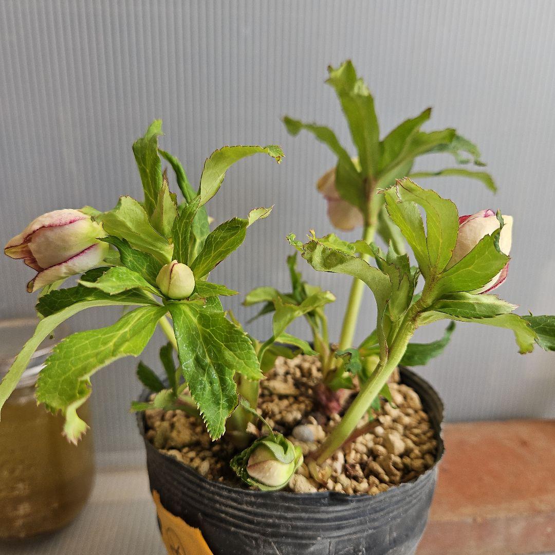 ㉖-210クリスマスローズ