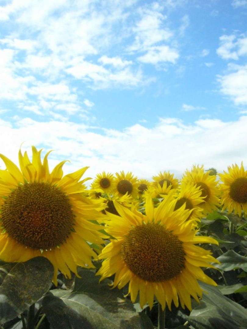 Panasonic DMC-LC70 シルバー デジタルカメラ