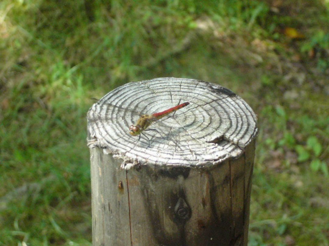 Panasonic DMC-LC70 シルバー デジタルカメラ