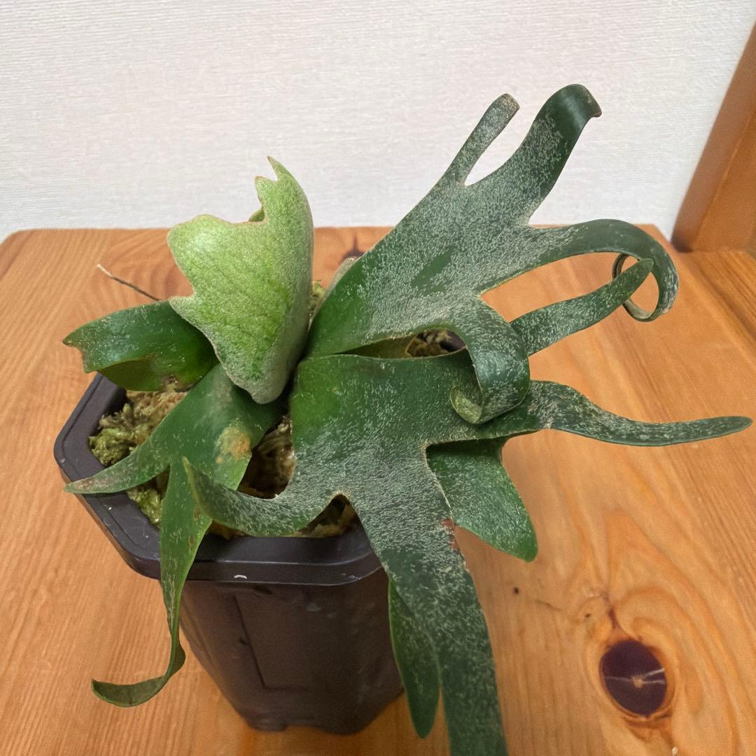 ＊P.willinckii Nano sp 3号＊