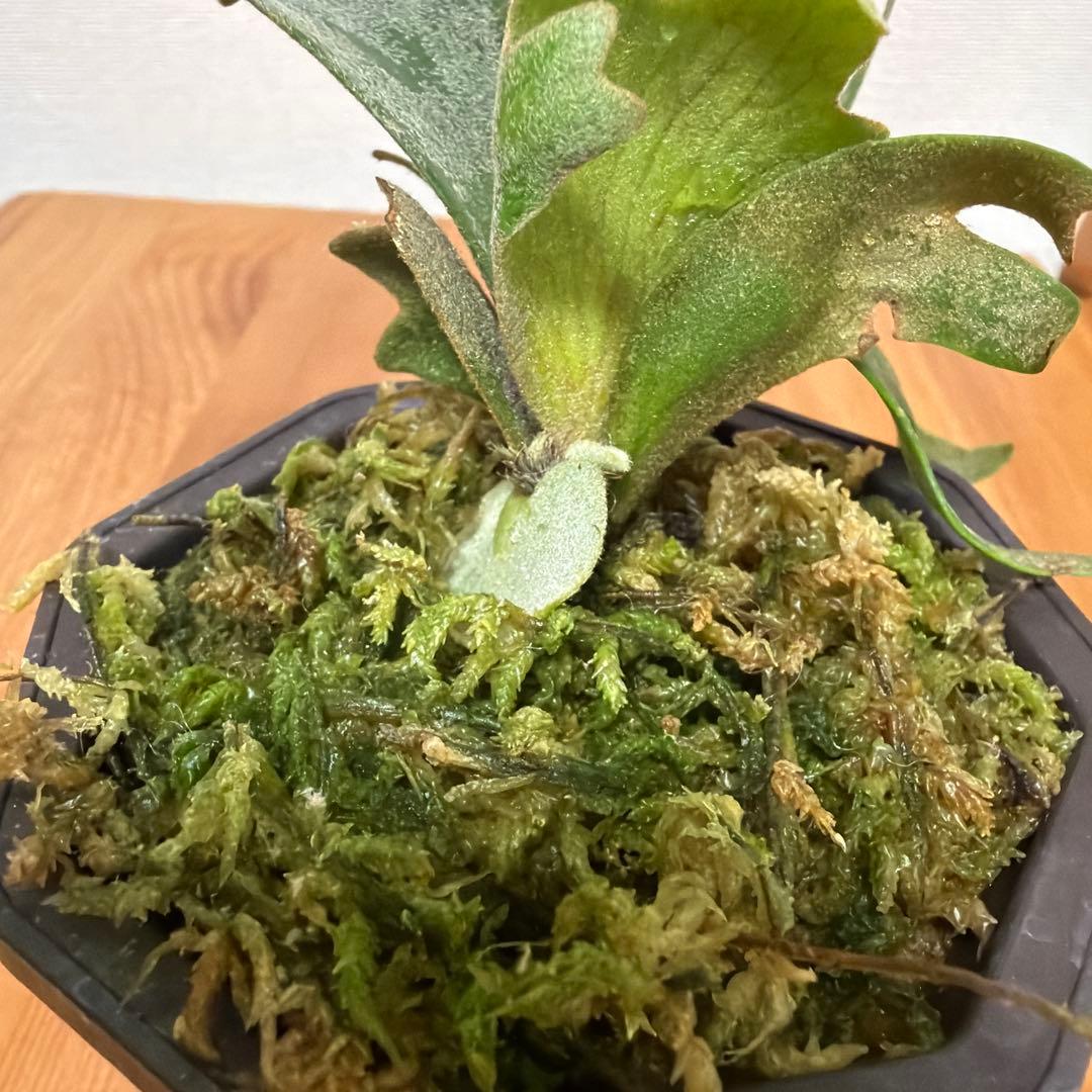＊P.willinckii Nano sp 3号＊