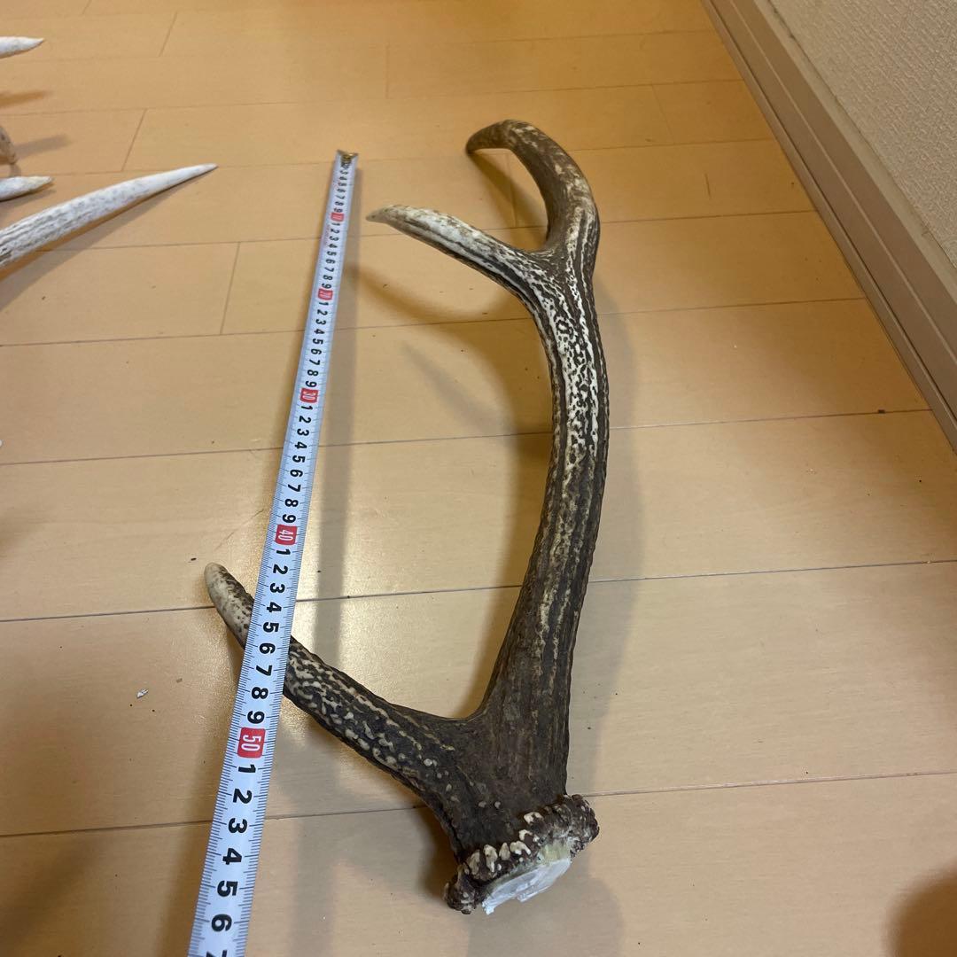 鹿の角 8本セット