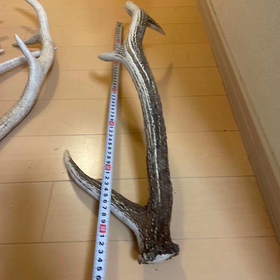 鹿の角 8本セット