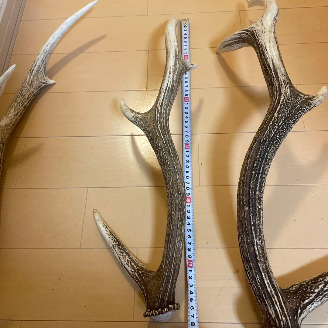 鹿の角 8本セット