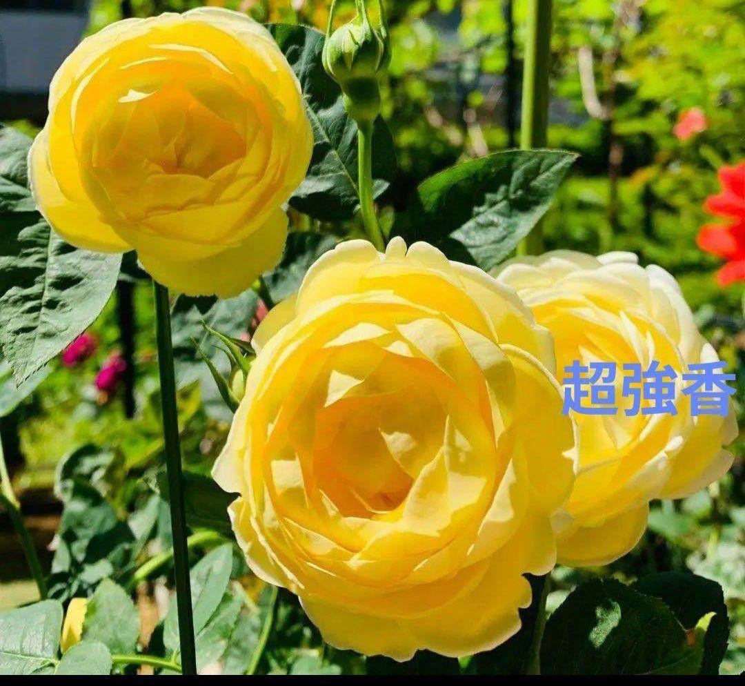 バラ苗　接ぎ木大苗　　　超強香小ぶり咲き